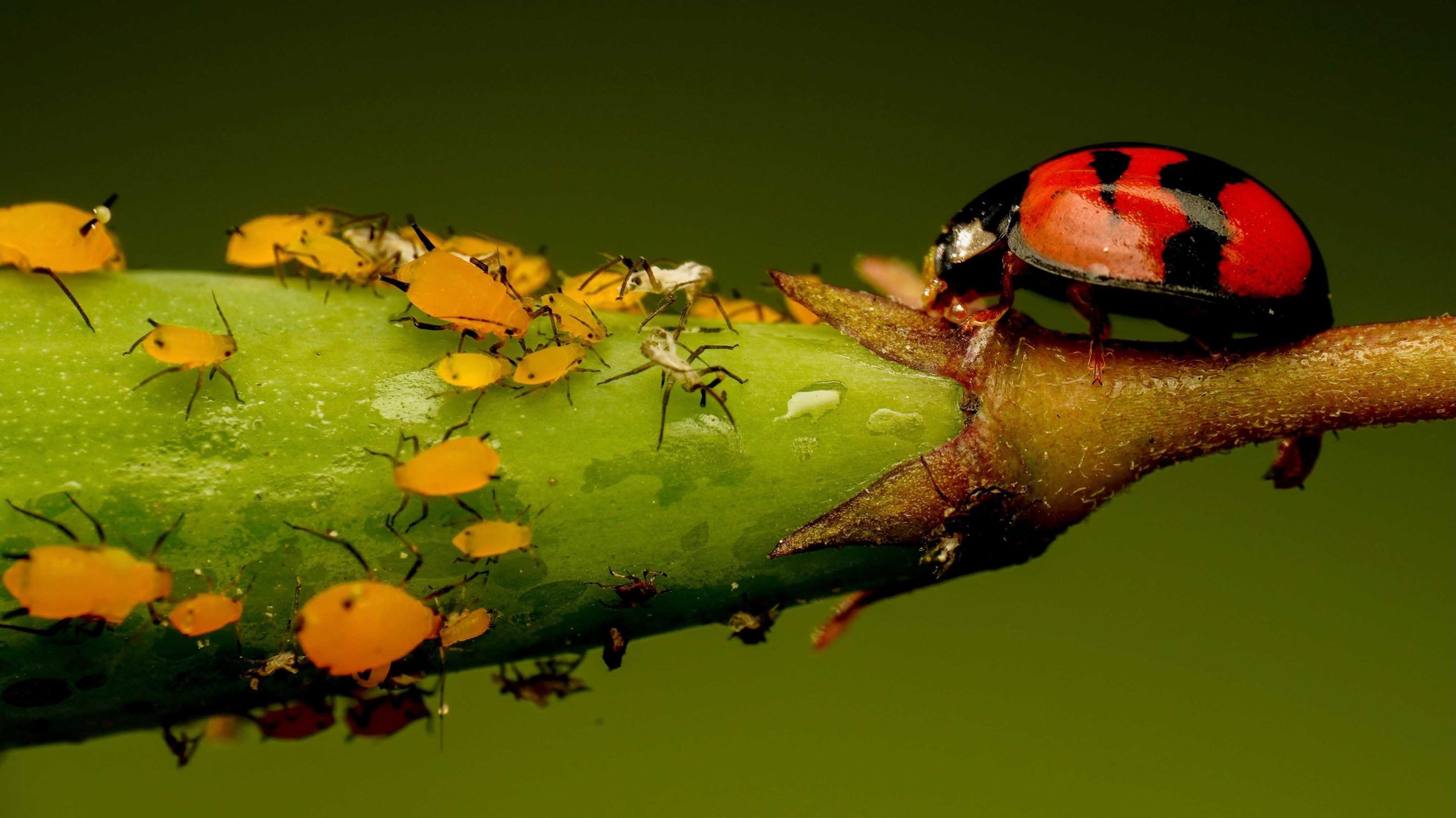 The Vegetable Insecticide Revolution